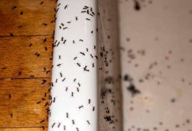 Best Rat Extermination Near Me  in Prairie City, IA