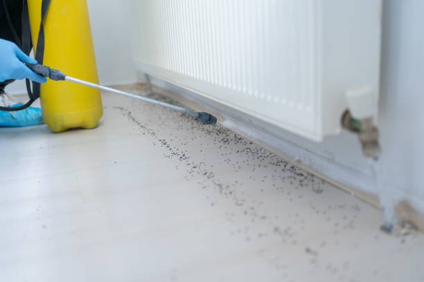 Best Affordable Pest Control Services  in Prairie City, IA