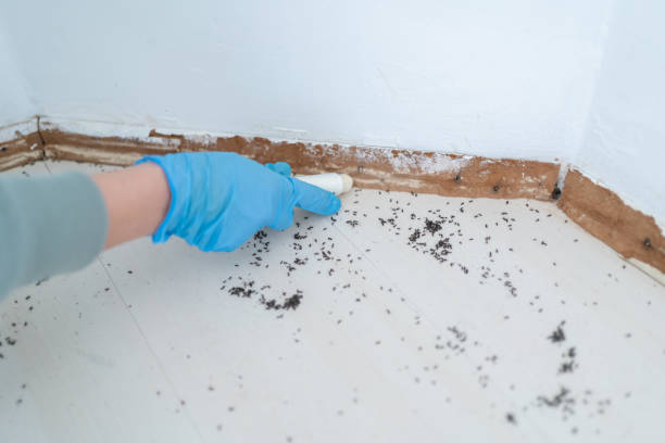 Best Mosquito Control Services  in Prairie City, IA